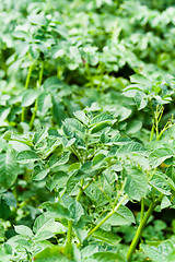 Image showing potato plants 