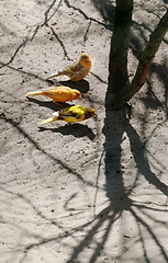 Image showing Island Canaries