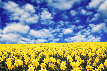 Image showing Yellow daffodils