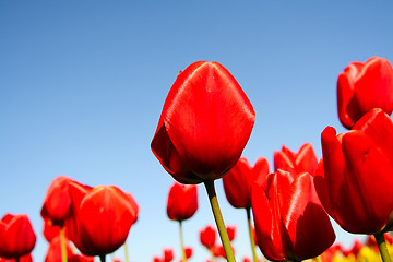 Image showing Red tulips