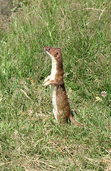 Image showing Stoat 1 (Weasel)