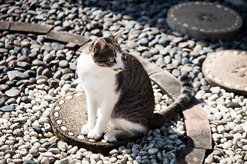 Image showing Cat sitting leisure