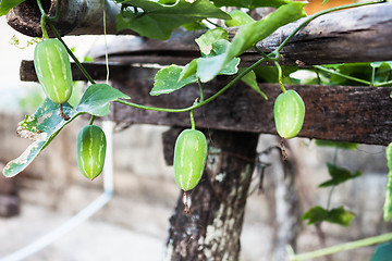 Image showing Organic ivy gourd fruit plant inside greenhouse