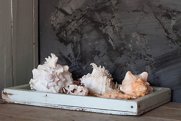 Image showing Sea shells on wooden tray