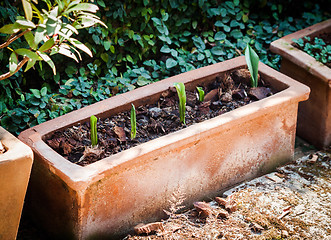 Image showing Sequence green sprout growing 