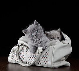 Image showing british short hair kittens in a bag