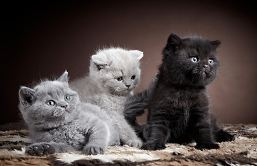 Image showing three british short hair kittens