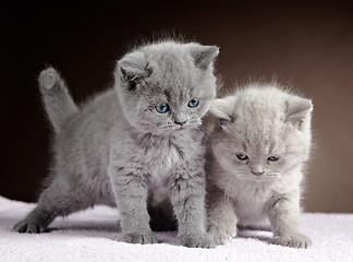 Image showing two british short hair kittens