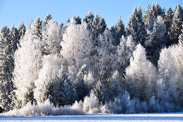 Image showing Winter forest