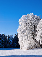 Image showing Frost covered trees