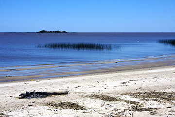 Image showing beach and wood uruguay 