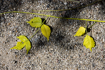 Image showing yellow  leaf in the rocky ground