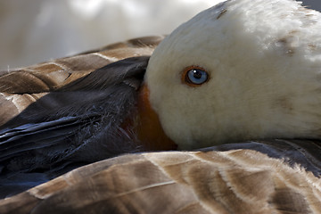 Image showing  grey duck whit blue eye