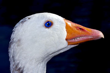 Image showing argentina  duck