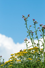 Image showing Flowering herbs on the blue sky background