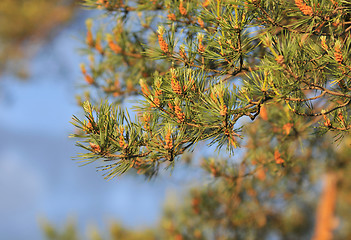 Image showing Natural background, pine on the sky