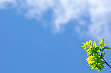 Image showing Empty blue sky background, clouds, green leafs