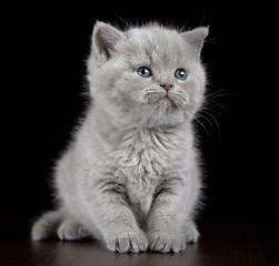 Image showing British short hair kitten five weeks old