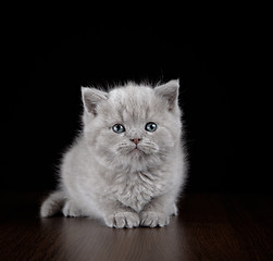 Image showing British short hair kitten five weeks old