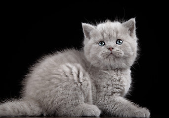 Image showing British short hair kitten five weeks old