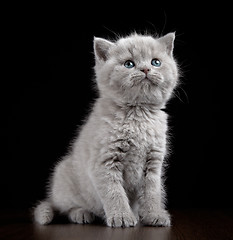 Image showing British short hair kitten five weeks old