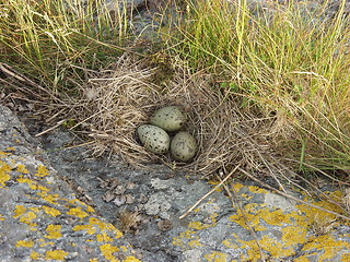 Image showing Sea Gull eggs_1