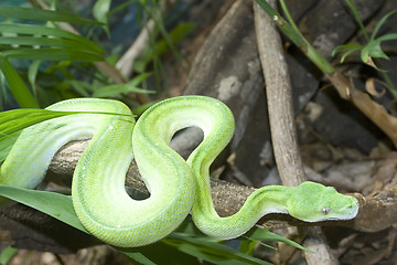 Image showing Green Tree Python

