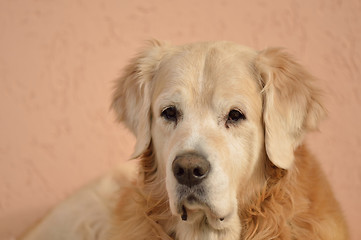 Image showing Golden Retriever