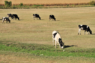 Image showing Cows on field