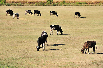 Image showing Cows on field