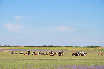 Image showing Cow on pasture