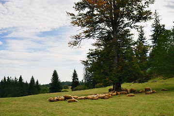 Image showing Sheep on Green Field