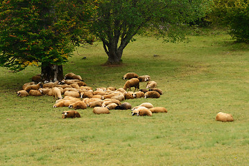 Image showing Sheep on Green Field