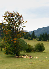 Image showing Sheep on Green Field
