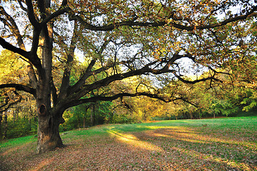 Image showing Oak Tree in Park