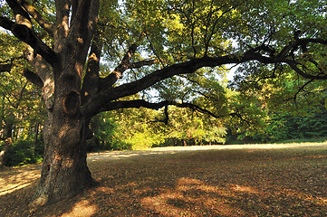 Image showing Oak Tree in Park