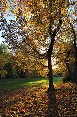 Image showing Autumn Light in Park