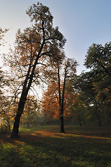 Image showing Autumn Morning Light