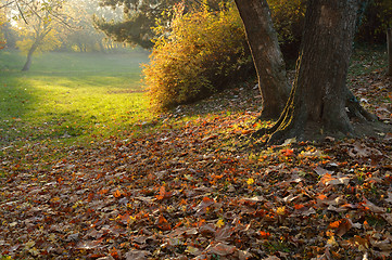 Image showing Autumnal Light in Park