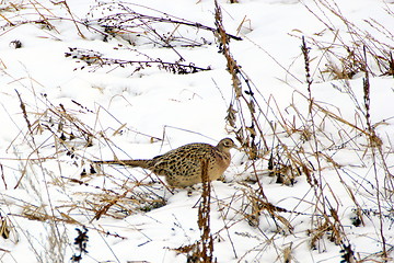 Image showing female pheasant camouflage