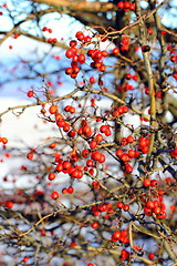 Image showing red hawthorn berries