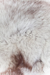 Image showing fur texture