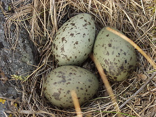 Image showing Sea Gull eggs_2