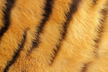 Image showing detail of tiger fur