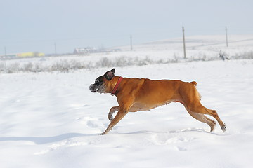 Image showing dog running in snow