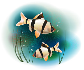 Image showing couple of fish in the sea