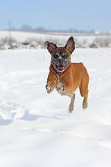 Image showing playful boxer jumping