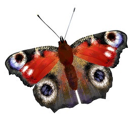 Image showing illustration of   European Peacock butterfly