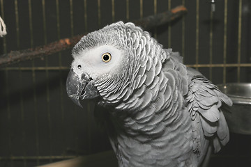 Image showing Parrot