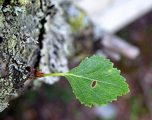 Image showing BIRCH LEAF